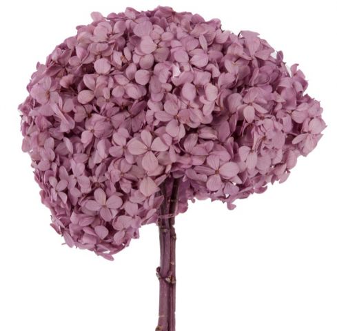 HORTENSIA PRESERVADA  *LILA HRT/0802