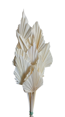 PALM SPEAR *BLANCO 000.215-0