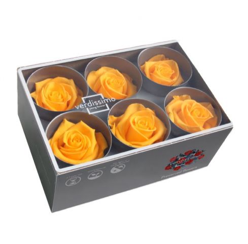 ROSE STANDAR AMARILLA BOX 6 RST/2350