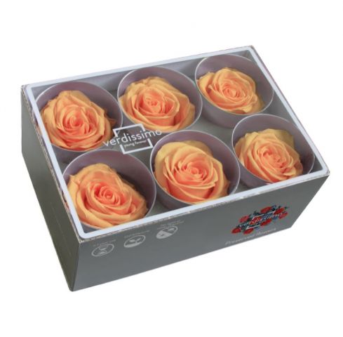 ROSE STANDAR BOX 6 PEACH RST/255