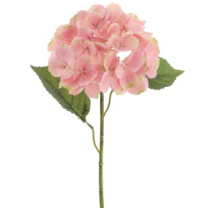  VARA HYDRANGEA *ROSA 3010-12