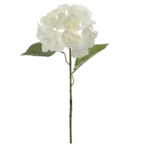  VARA HYDRANGEA *CREMA  3010-01