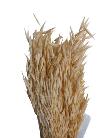 AVENA SATIVA 80 CMS 000.093F10