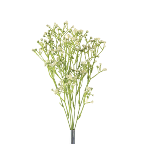 PANICULATA MATA*CREMA 9009-01