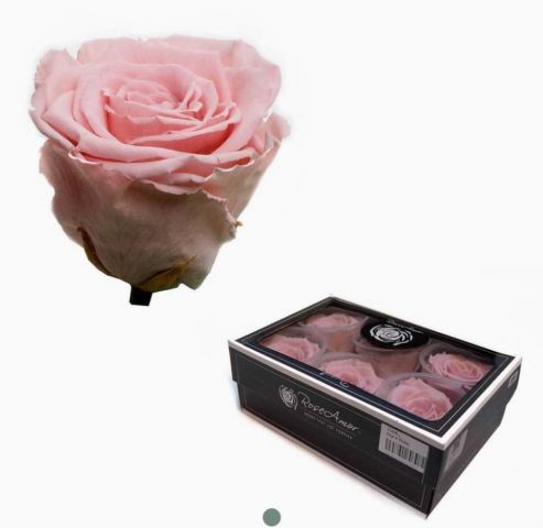 ROSAS PRESERVADA ROSE AMOR XL  *PIN-04