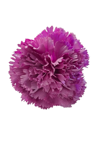 CLAVEL * MALVA 0020