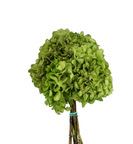 HORTENSIA PRESERVADA* VERDE 000.740.62