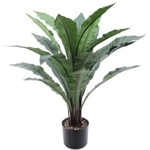 PLANTA ASPLENIUM 80 CMS *VERDE 7513-09