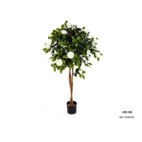 PLANTA CAMELIA 120 CMS  1500150