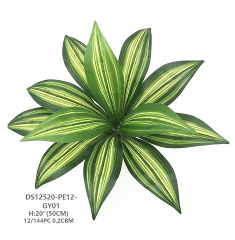 MATA DRACENA BICOLOR*12HOJAS