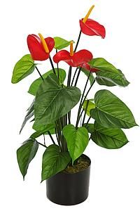 PLANTA ANTHURIUM 60CM *ROJO B227TA