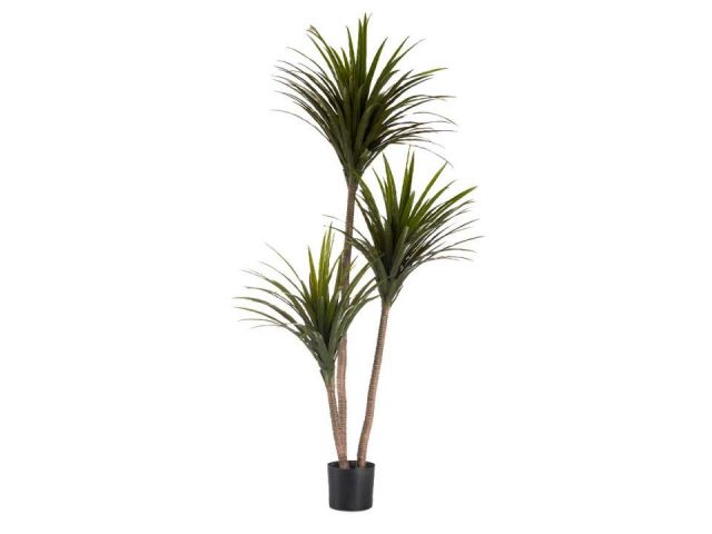 PLANTA YUCCA 200CM *79597