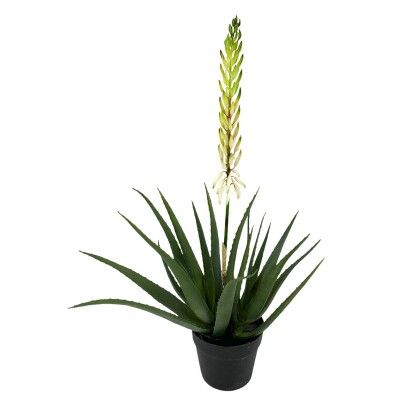 PLANTA AGAVE X2+FLOR SUC.CREMA E538-3M