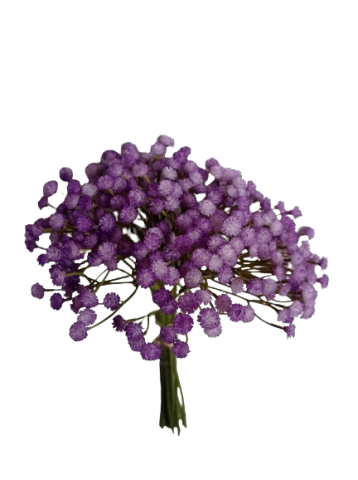 ATADO GYPSOPHILA X7-33CMS *VIOLETA 22820