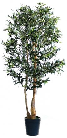 ARBOL OLIVO 200 CMS  1500125