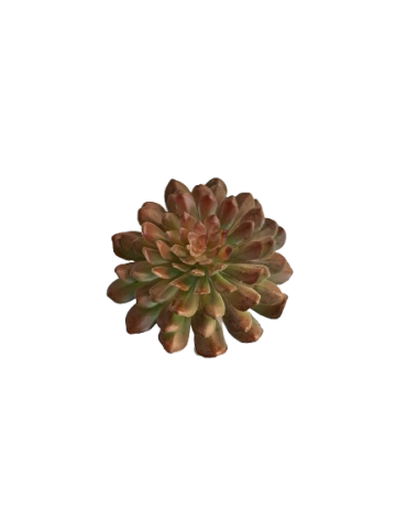 CACTUS ECHEVERIA ELEGANS *KAKI 9744-40