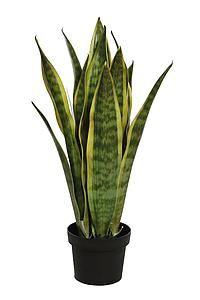 PLANATA SANSEVIERA MACETA  62CMS Y0623MX6