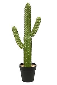 PLANTA CACTUS60 CMS KD0015