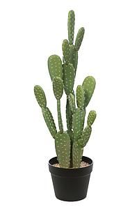 PLANTA CACTUS OPUNTIA 72 CMS KD0017