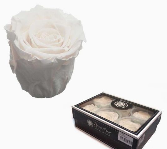 BOX 6 ROSAS PRESERVADA ROSE AMOR*WHI-01