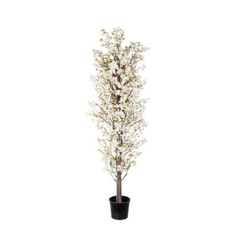 ARBOL ALMENDRO  1.80MT *BLANCO 99111214-0