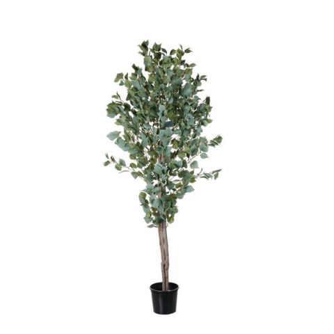 ARBOL EUCALPITUS CON SEMILLAS 1.80MT 99111218-19