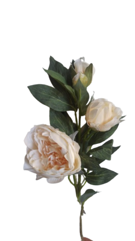 VARA PEONIA X3 BEIGE -7568