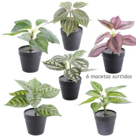 PLANTA SURTIDAS X6 MODELOS 6154-48