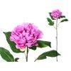 VARA PEONIA 80CM VIOLETA 273969