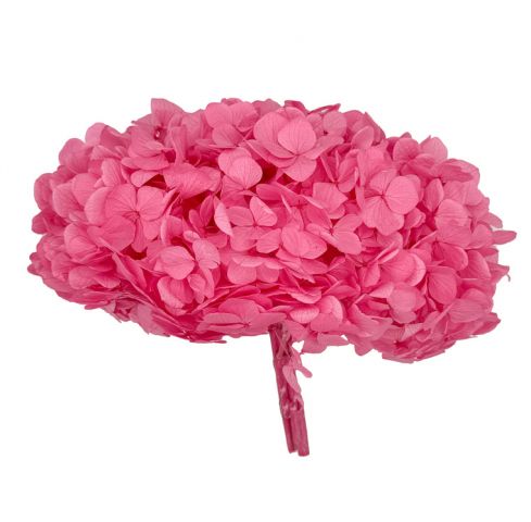 HORTENSIA PRESERVADA CANDY PINK *HRT/0460