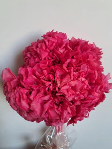 HORTENSIA PRESS *FUCSIA *000-740B45