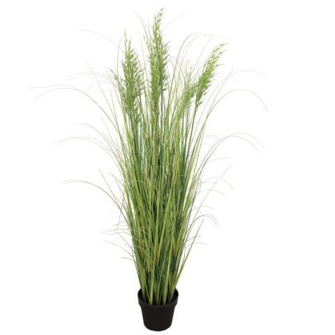 PLANTA STIPA CAPILLATA 1,47 MTR 7554-09