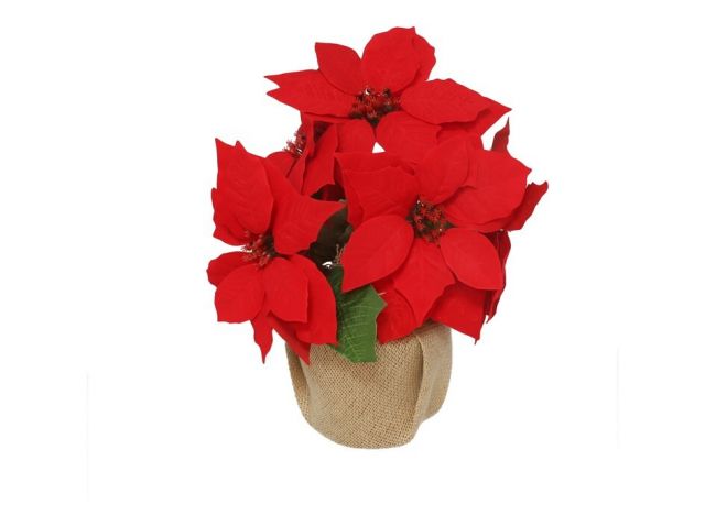 PLANTA POINSETTIA 39 CMS 71446